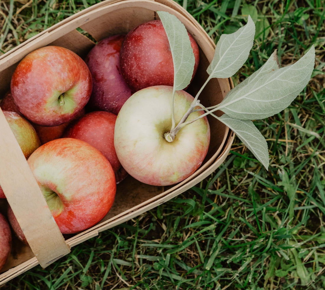 fresh picked apples in a basket