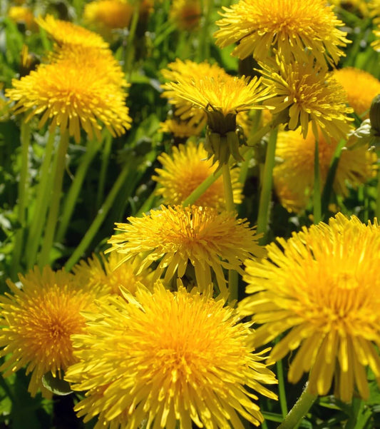 cluster of dandelion flowers in a field