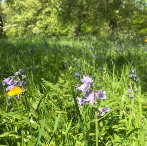 wild summer flowers in a field