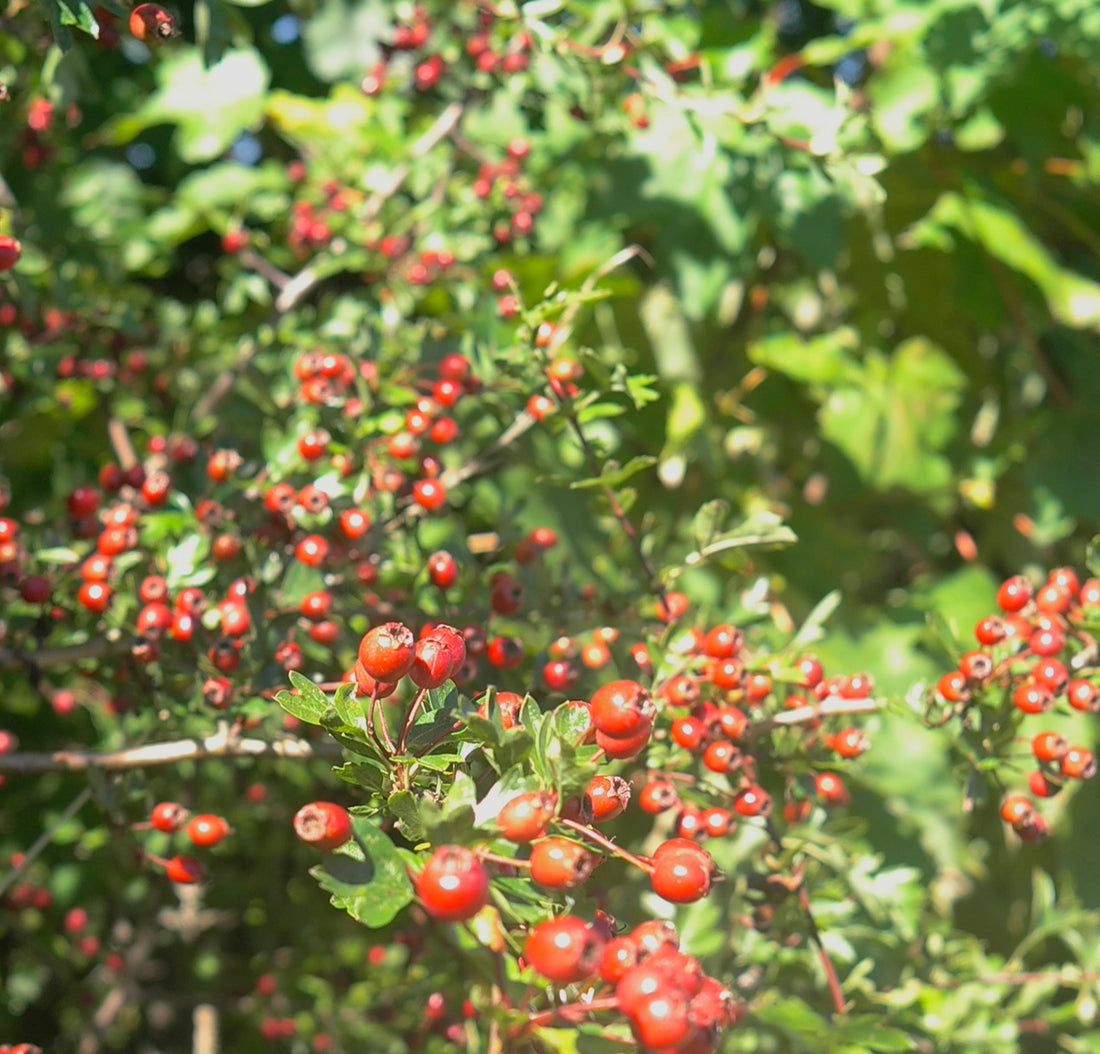 Harvesting beauty from the British countryside